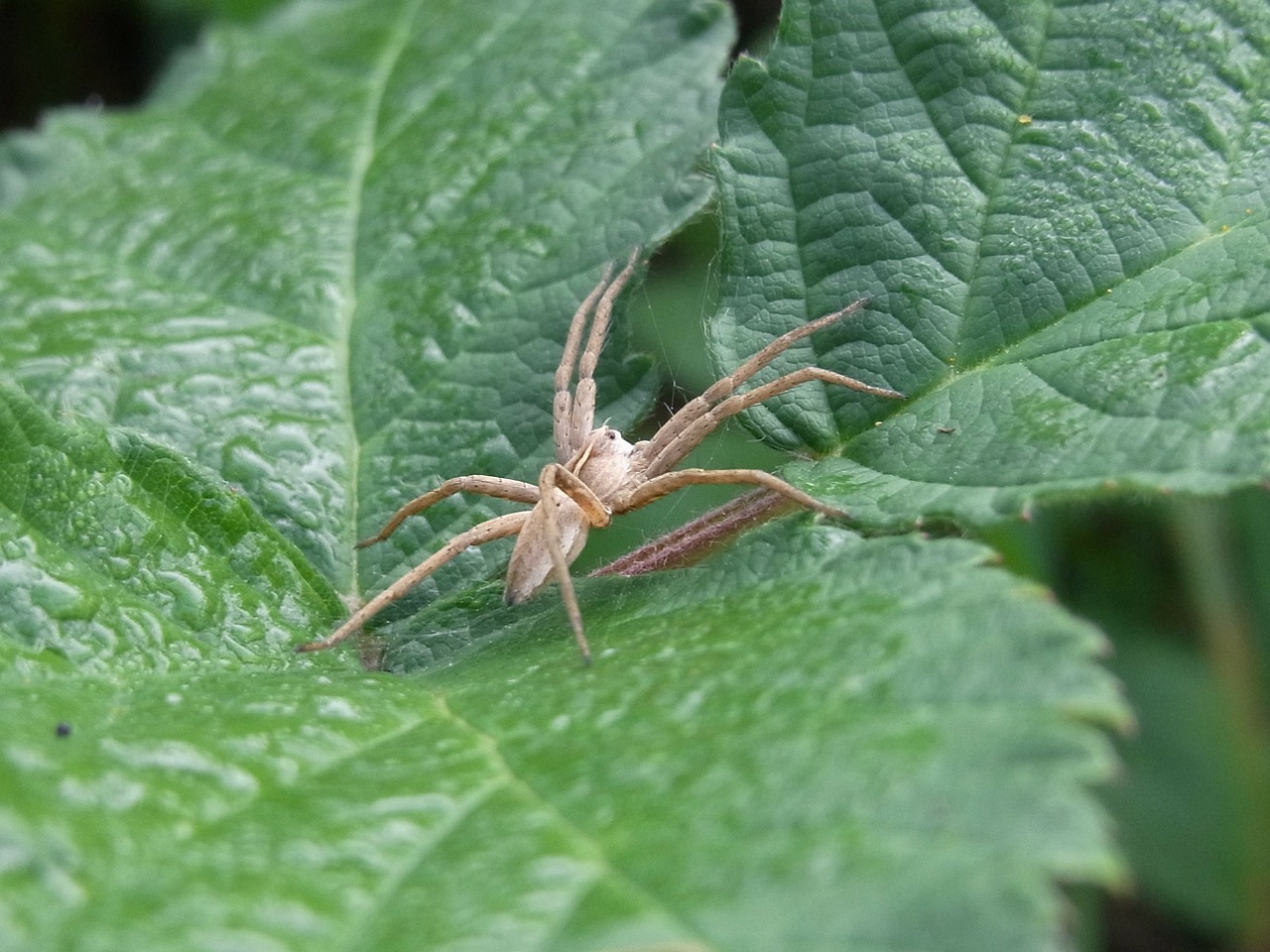 Voras, Arachne, Gyvūnas, Plėšrūnas, Miškas, Pieva, Gamta, Nemokamos Nuotraukos,  Nemokama Licenzija