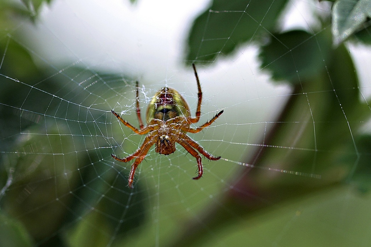 Voras, Voratinklis, Internetas, Gamta, Insektas, Gyvūnas, Makro, Iš Arti, Nemokamos Nuotraukos,  Nemokama Licenzija