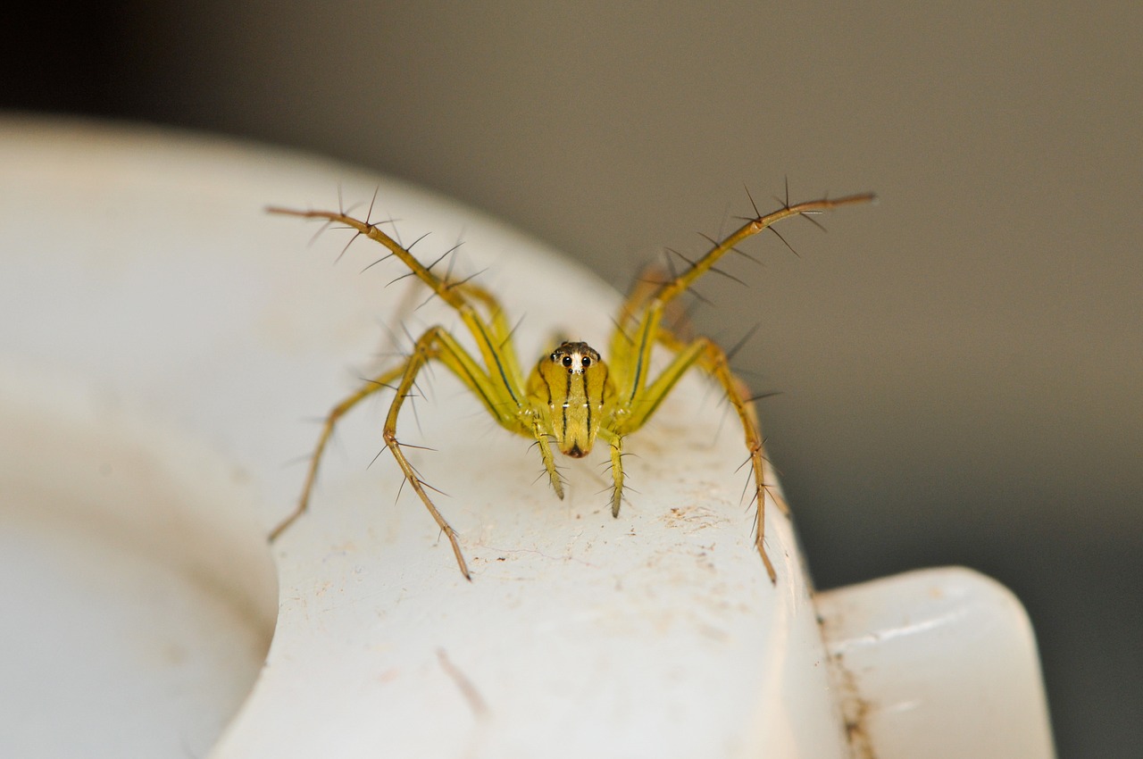 Voras, Gyvūnas, Arachnid, Laukinė Gamta, Baugus, Mažas, Geltona, Nuodingas, Toksiškas, Nariuotakojų