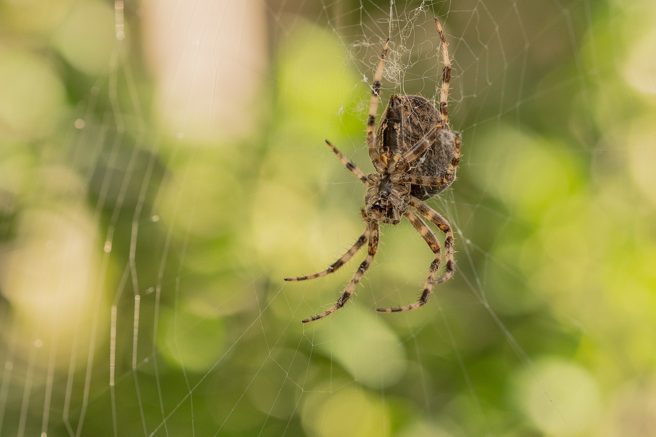 Voras, Tinklas, Voratinklis, Uždaryti, Gamta, Vabzdys, Gyvūnas, Sodo Voras, Voratinklio Makro, Arachnid