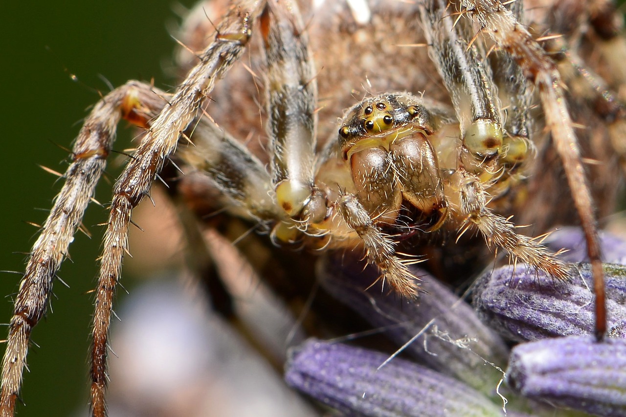 Voras, Makro, Nemokamos Nuotraukos,  Nemokama Licenzija