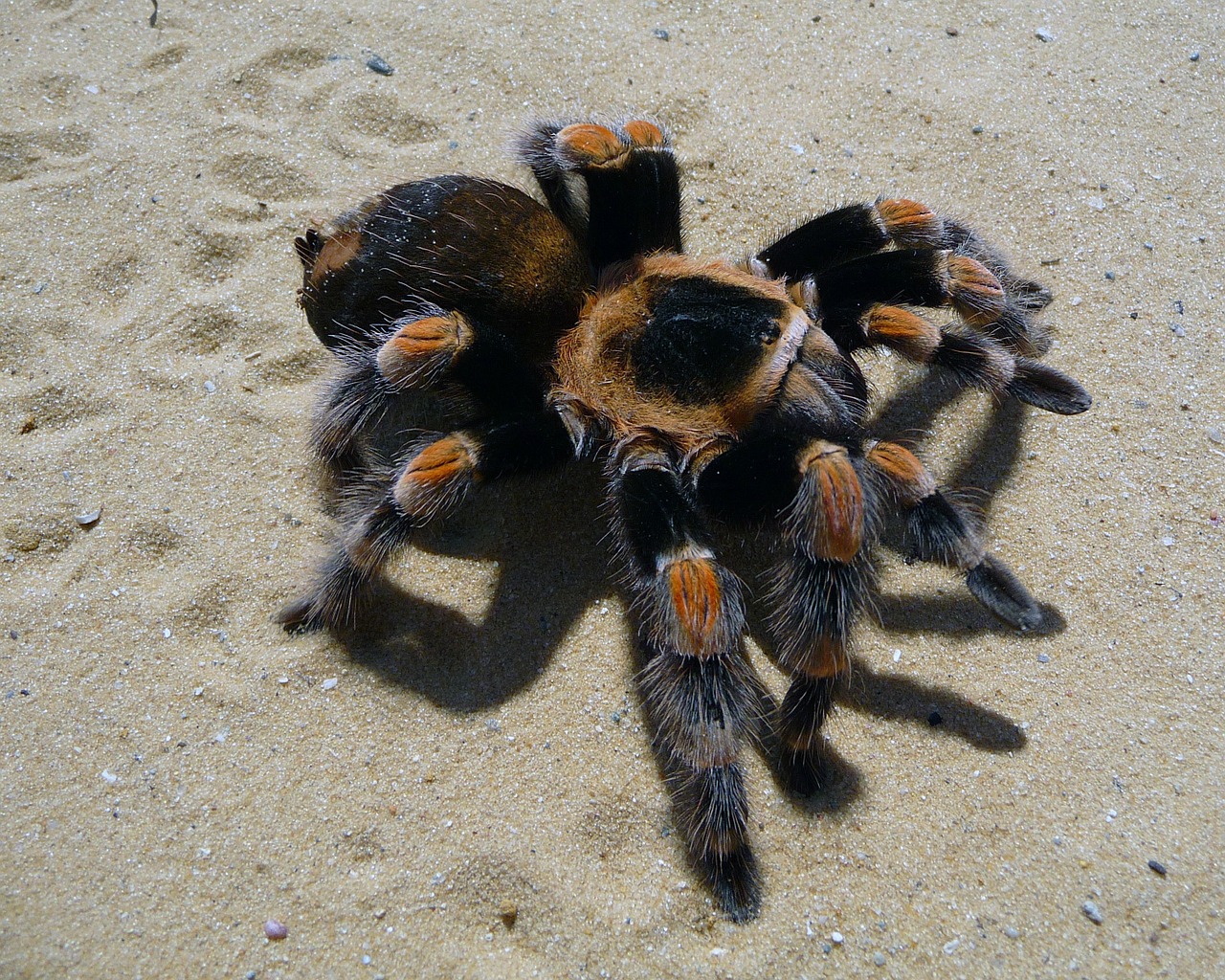 Voras,  Tarantula,  Meksikietis,  Raudonasis Kelio,  Birdeater,  Didelis,  Smėlis,  Plaukuotas,  Dykuma,  Laukinė Gamta