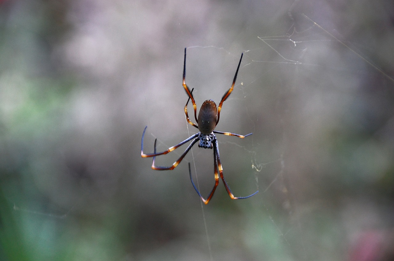 Voras,  Nefilas,  Ratų Voras,  Creepy,  Gamta,  Arachnofobija,  Uždaryti, Nemokamos Nuotraukos,  Nemokama Licenzija