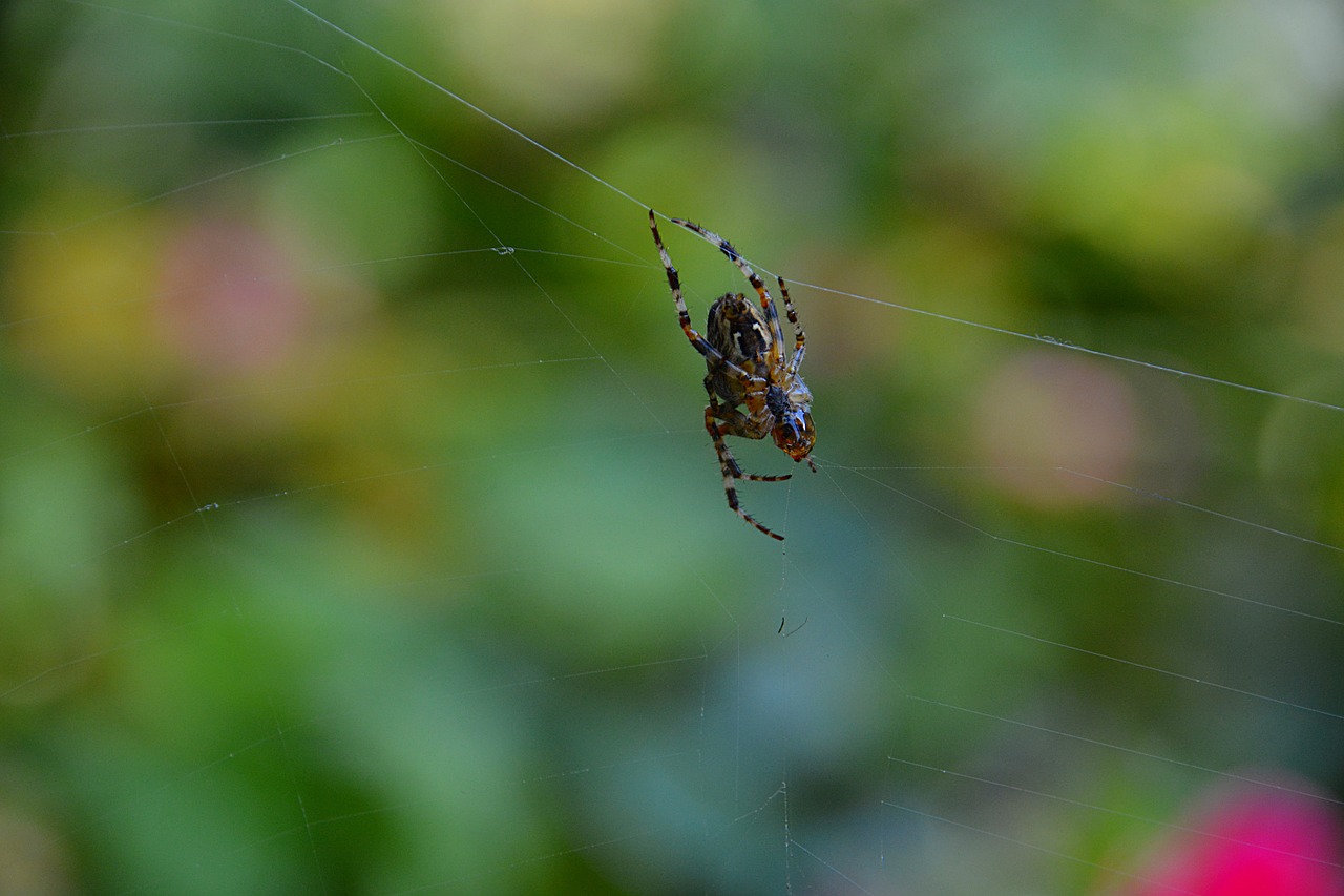 Voras,  Drobė,  Vabzdys,  Viela,  Gamta,  Fauna,  Klaida,  Gyvūnai,  Makrokomandas, Nemokamos Nuotraukos