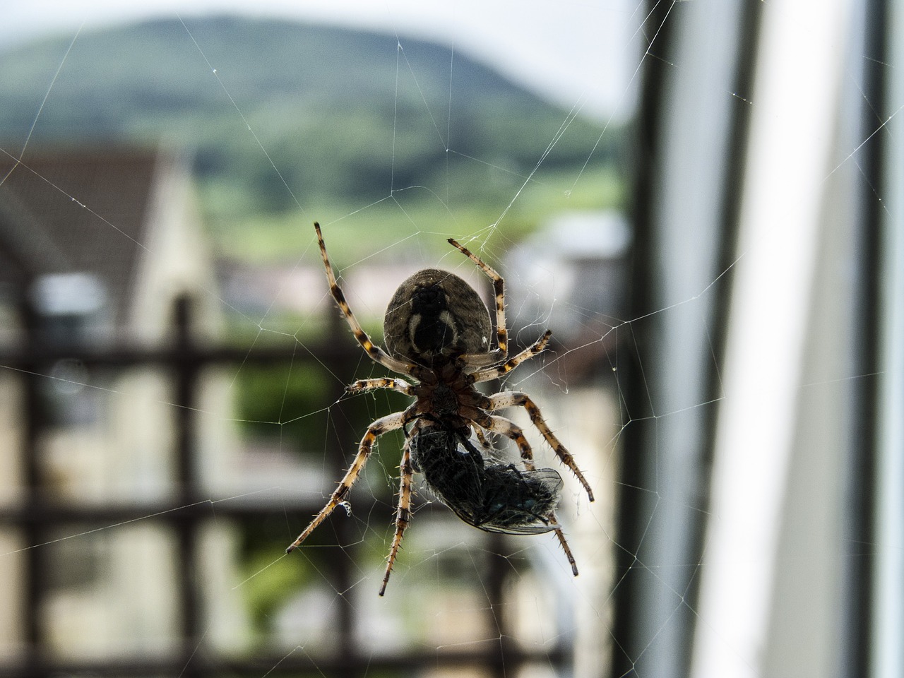 Voras, Voratinklis, Vabzdys, Uždaryti, Gamta, Gyvūnas, Makro, Nemokamos Nuotraukos,  Nemokama Licenzija