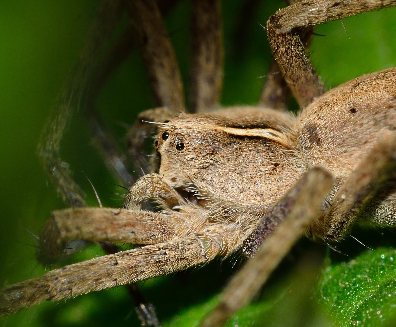 Voras, Vabzdys, Plėšrūnas, Araneae, Vorai, Pisaura, Nemokamos Nuotraukos,  Nemokama Licenzija