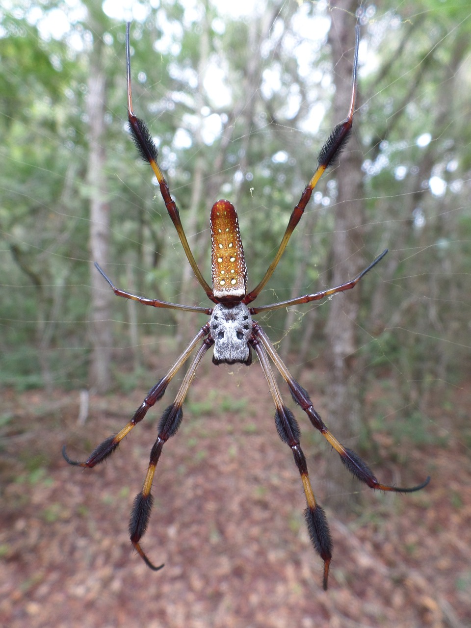 Voras, Aukso Šilko Arbmedžio Audimas, Arachnid, Moteris, Laukinė Gamta, Natūralus, Laukiniai, Voratinklis, Audėjas, Bananų Voras