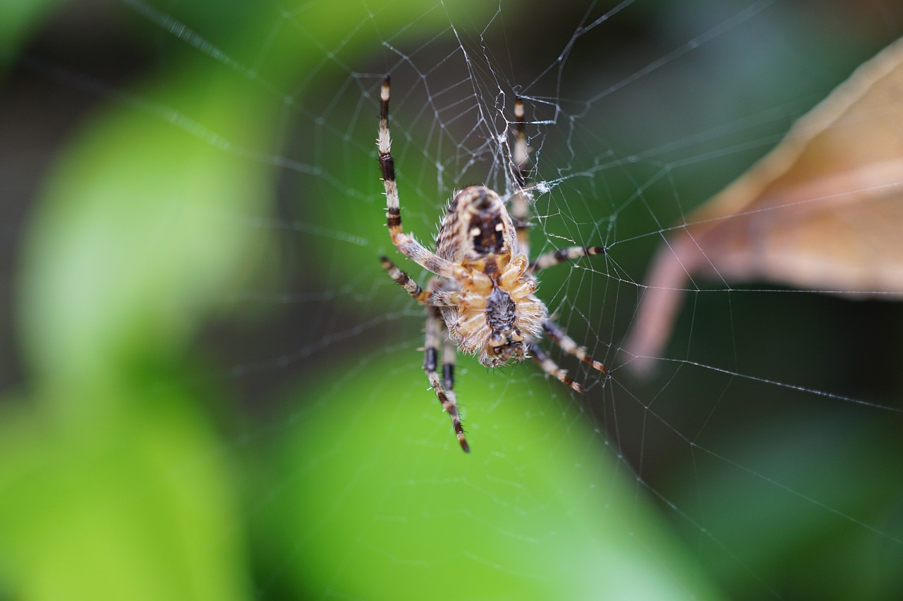 Voras, Tinklas, Uždaryti, Voratinklis, Arachnid, Gamta, Nemokamos Nuotraukos,  Nemokama Licenzija