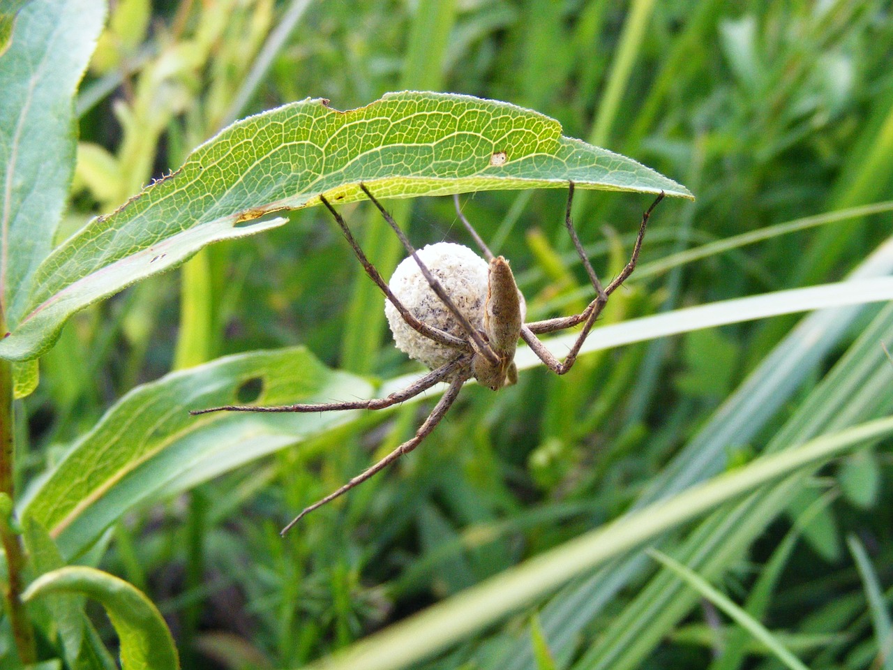 Voras, Vabzdys, Arachnid, Gamta, Klaida, Laukinė Gamta, Lapai, Nuodingas, Baisu, Arachnofobija