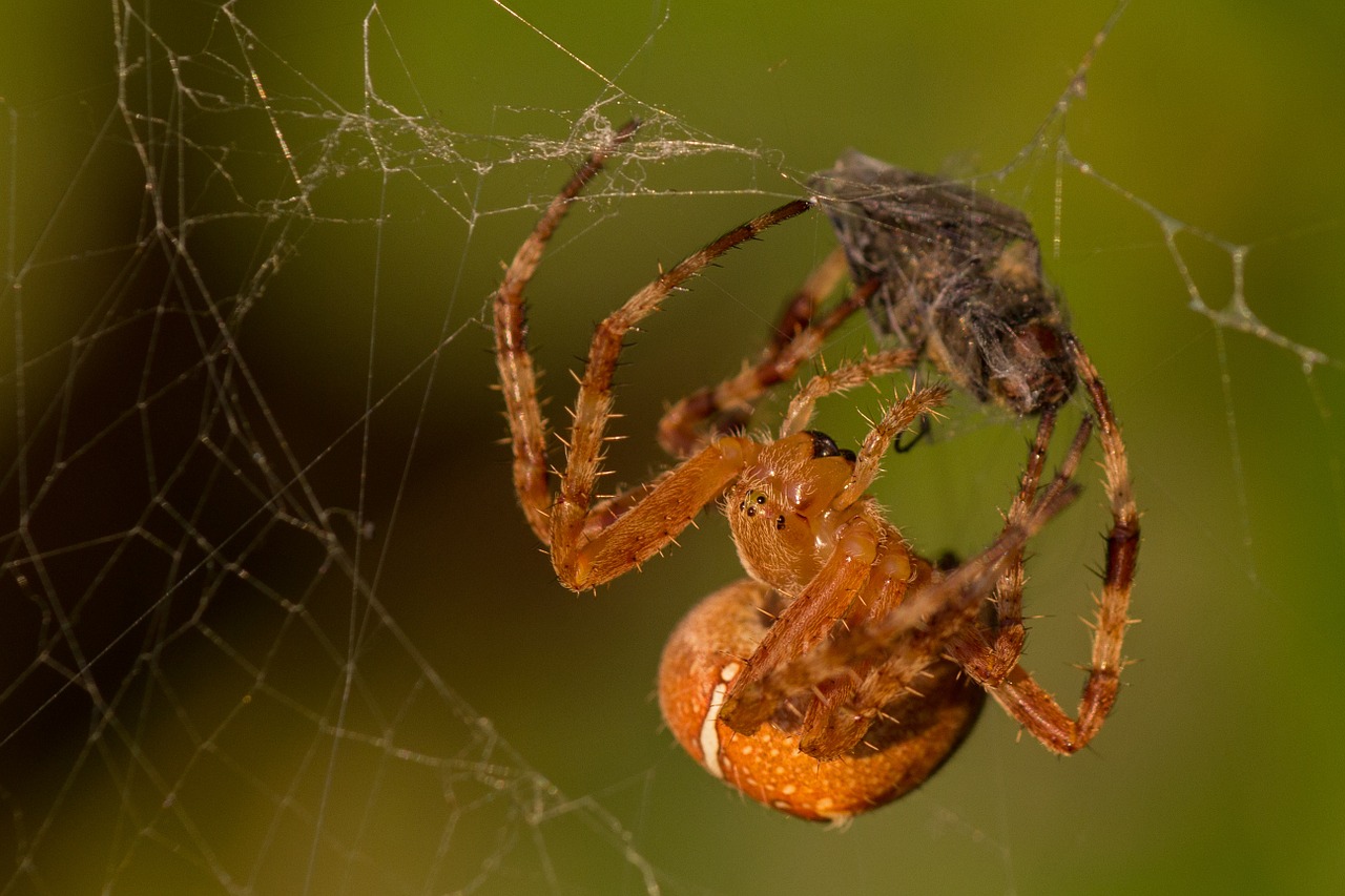 Voras,  Grobis,  Voratinklis,  Uždaryti,  Gamta,  Arachnid,  Makro,  Verpimas,  Nužudyti,  Voras Su Grobiu