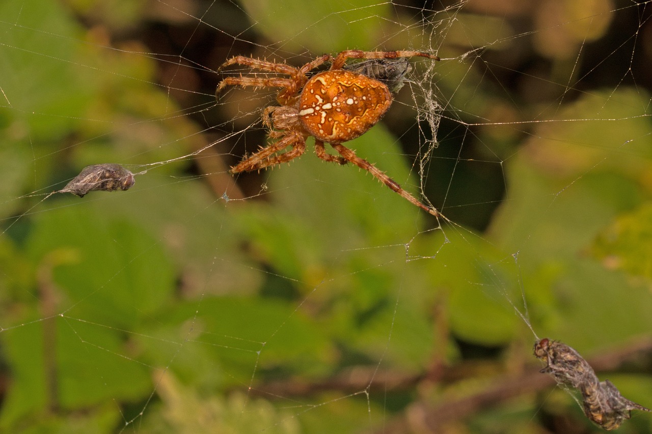 Voras,  Voratinklis,  Grobis,  Skristi,  Uždaryti,  Makro,  Arachnid, Nemokamos Nuotraukos,  Nemokama Licenzija