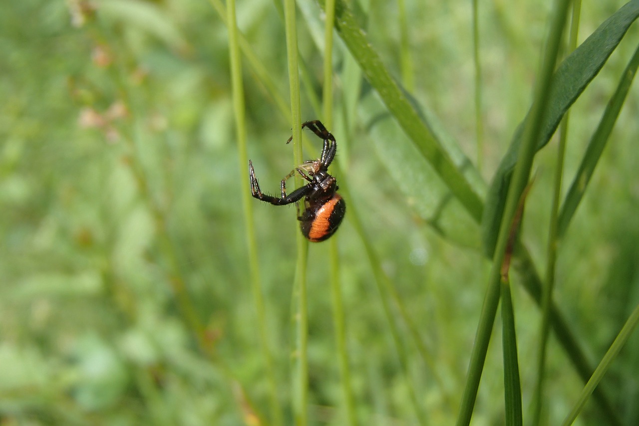 Voras, Makro, Vabzdys, Gamta, Nemokamos Nuotraukos,  Nemokama Licenzija