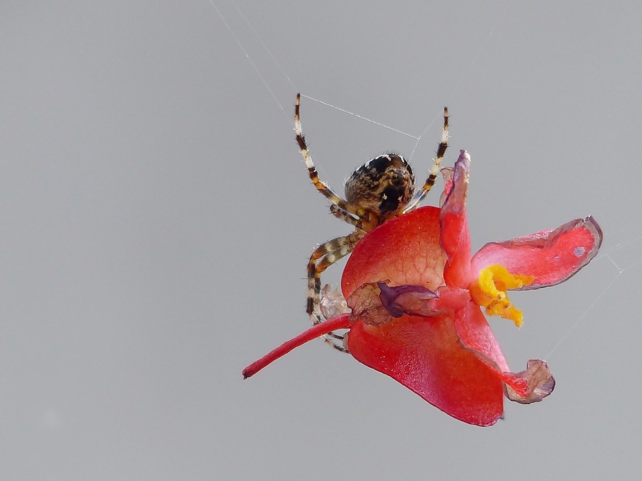 Voras, Žiedas, Žydėti, Begonia, Gamta, Augalas, Nemokamos Nuotraukos,  Nemokama Licenzija