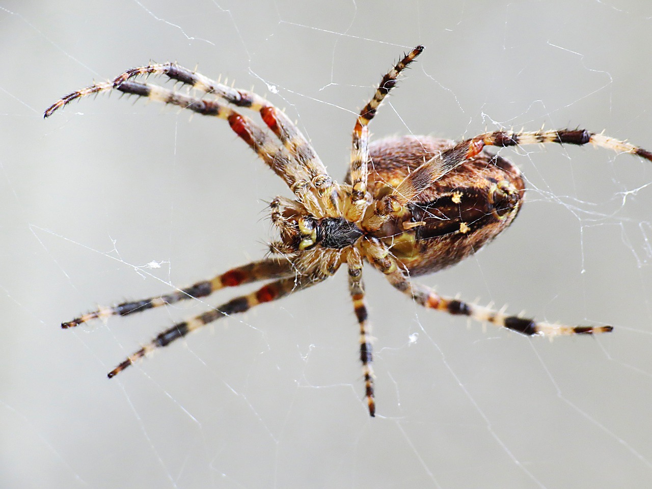 Voras, Arachnid, Uždaryti, Makro, Tinklas, Nemokamos Nuotraukos,  Nemokama Licenzija