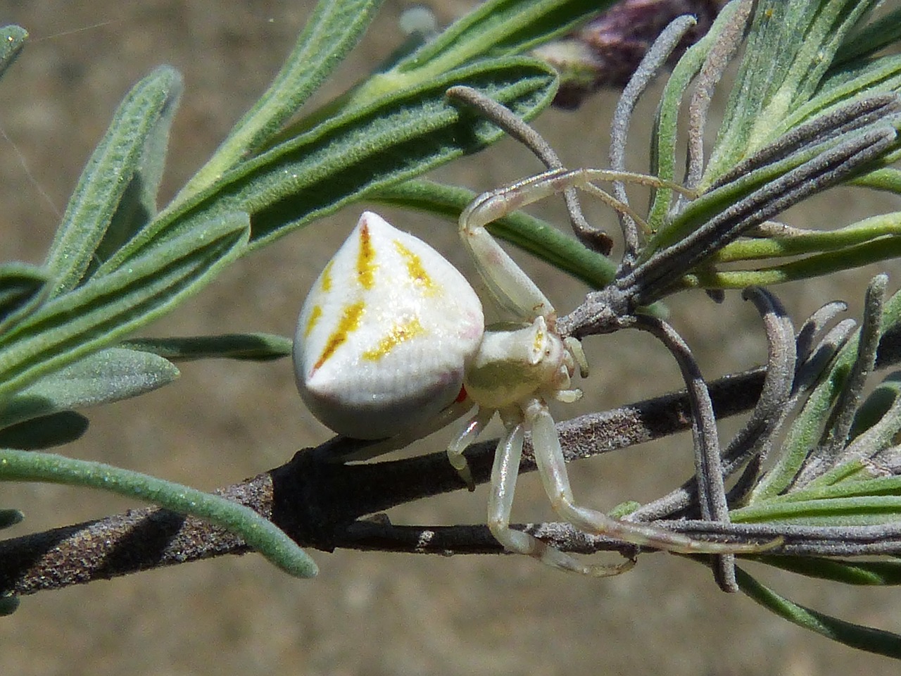 Voras Krabas, Misumena Vatia, Arachnid, Anksčiau, Nemokamos Nuotraukos,  Nemokama Licenzija