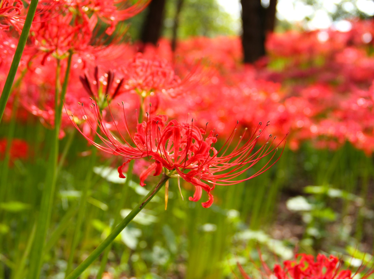 Voras Lelija, Gėlės, Amaryllidaceae, Japonija, Kaime, Ryžių Maišelis, Nemokamos Nuotraukos,  Nemokama Licenzija