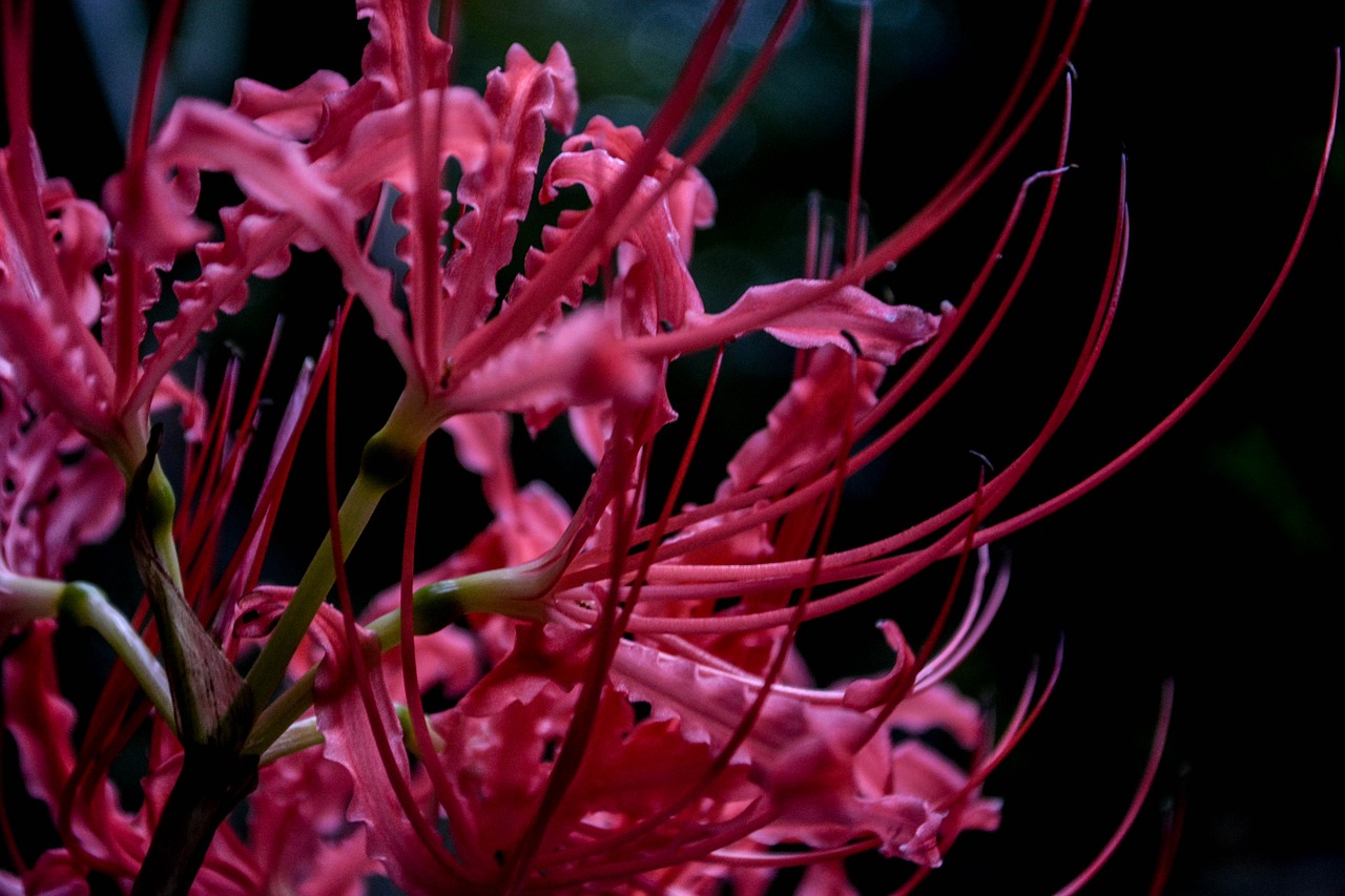 Voras Lelija, Amaryllidaceae, ヒ バ ン バ ナ, Japonija, Gėlės, Raudonos Gėlės, Augalas, Rudens Gėlės, Amaryllidaceae Genties, Raudona