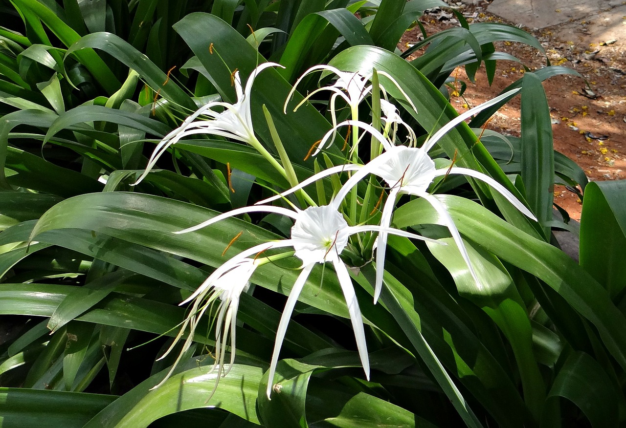 Voras Lelija, Hymenocallis Littoralis, Amaryllidaceae, Balta, Gėlė, Indija, Nemokamos Nuotraukos,  Nemokama Licenzija