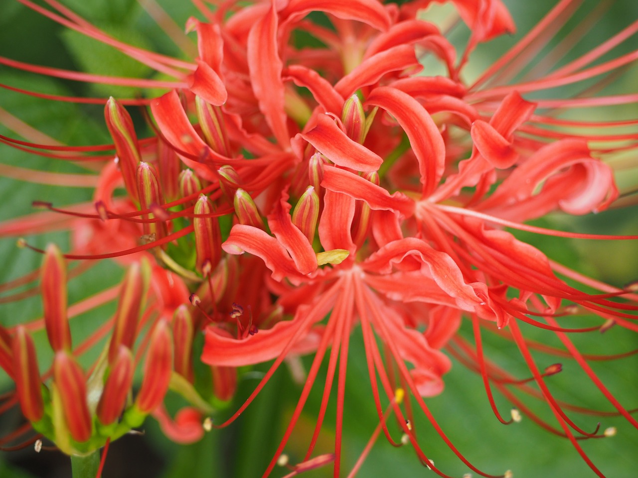 Voras Lelija, Amaryllis, Gėlės, Raudonos Gėlės, Augalas, Rudens Gėlės, Amaryllidaceae, Nemokamos Nuotraukos,  Nemokama Licenzija