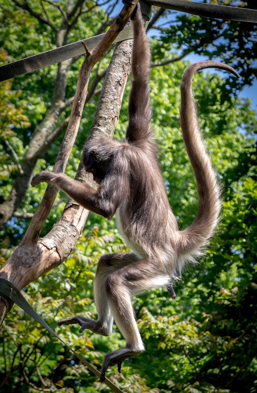 Voras Beždžionė, Ape, Beždžionė, Laukinė Gamta, Gyvūnas, Žinduolis, Primatas, Zoologijos Sodas, Džiunglės, Kailis