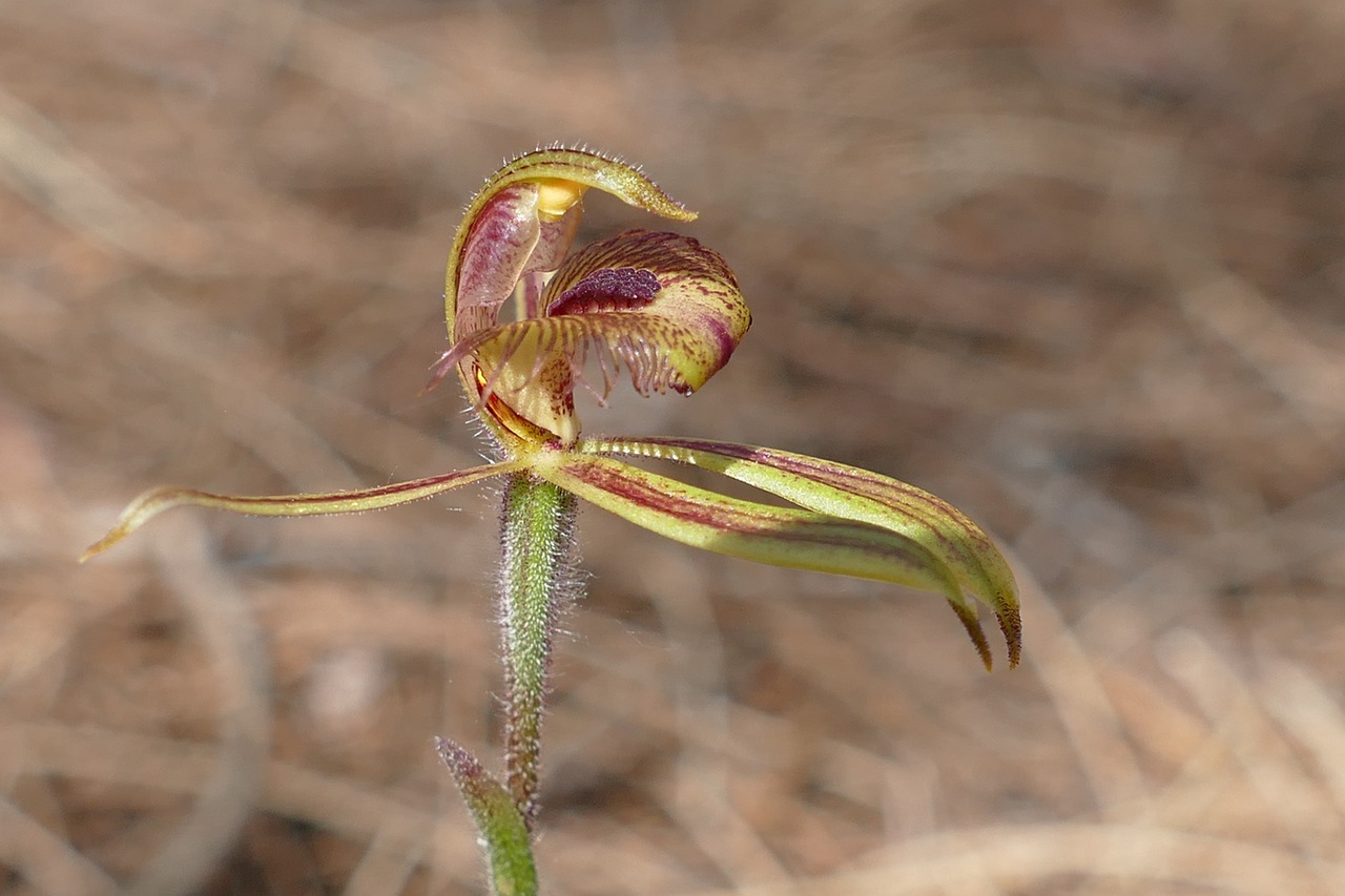 Voras Orchidėja, Orchidėja, Egzotiškas, Gėlė, Gamta, Flora, Pavasaris, Nemokamos Nuotraukos,  Nemokama Licenzija