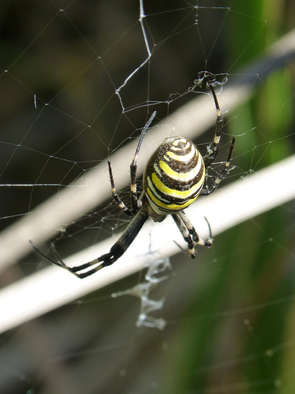 Voras Tigras, Internetas, Plėšrūnas, Isp Spider, Argiope Bruennichi, Arachnid, Nemokamos Nuotraukos,  Nemokama Licenzija