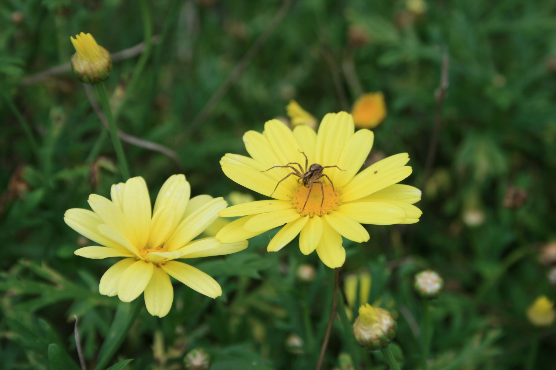 Daisy,  Geltona,  Voras,  Ilgos Kojos,  Ruda,  Laukimas,  Voras Laukia Grobio, Nemokamos Nuotraukos,  Nemokama Licenzija