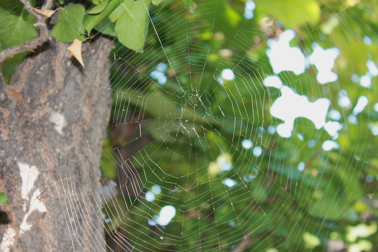 Voratinklis, Internetas, Medis, Voratinklis, Spąstus, Arachnid, Modelis, Gamta, Vabzdys, Dizainas