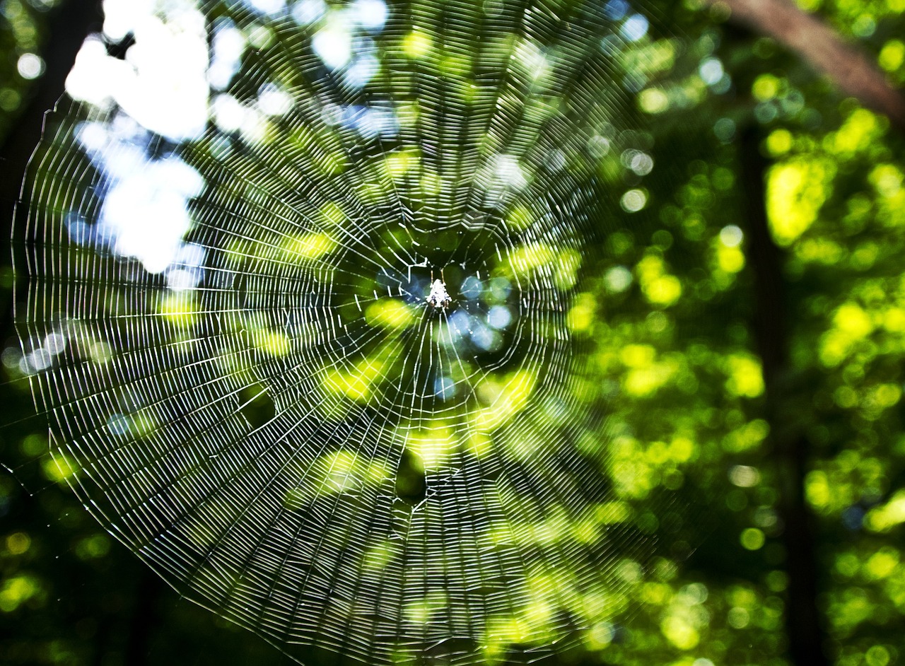 Voratinklis, Makro, Tinklas, Simetrija, Medžiai, Rytas, Spąstus, Modelis, Arachnid, Gamta