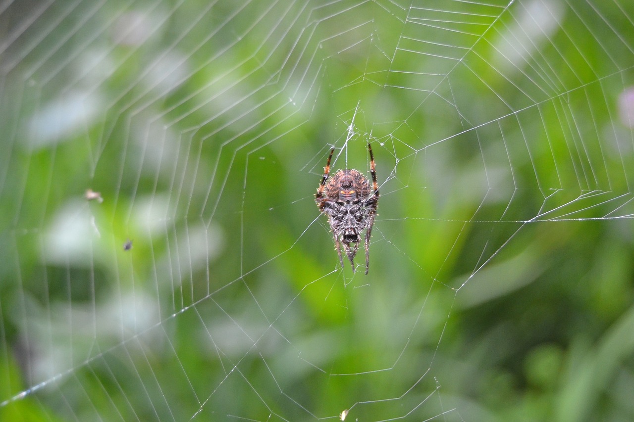 Voratinklis, Juoda, Arachnid, Nemokamos Nuotraukos,  Nemokama Licenzija