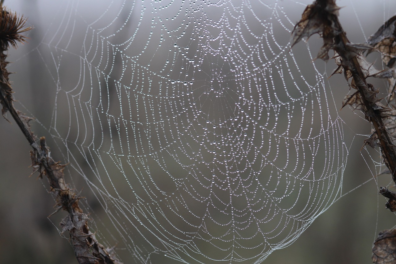 Voratinklis, Lašai, Rasa, Vieta, Gamta, Nemokamos Nuotraukos,  Nemokama Licenzija