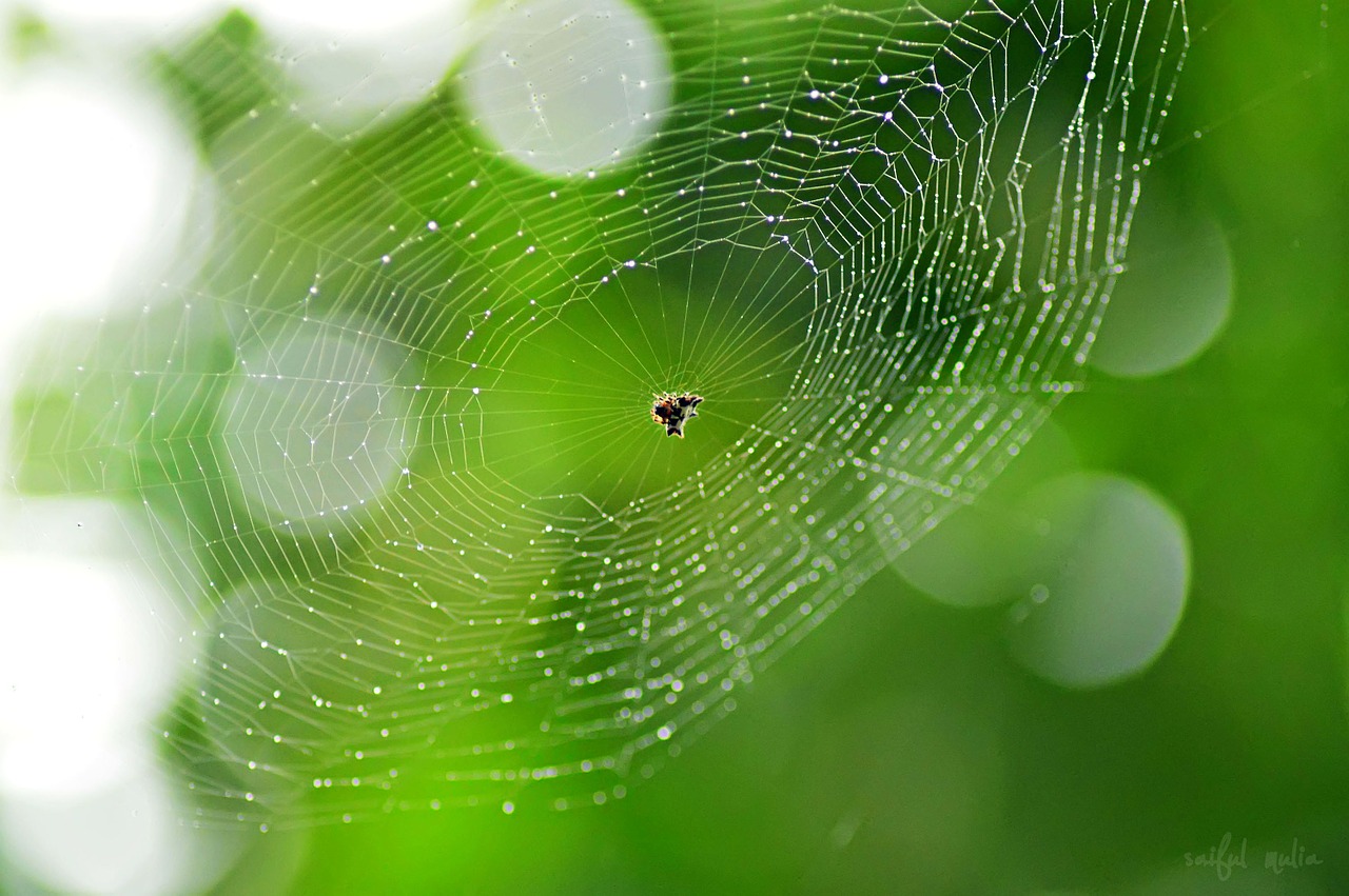 Voratinklis, Gamta, Voras, Žalias, Lašeliai, Vabzdys, Arachnid, Baisu, Creepy, Šilkas