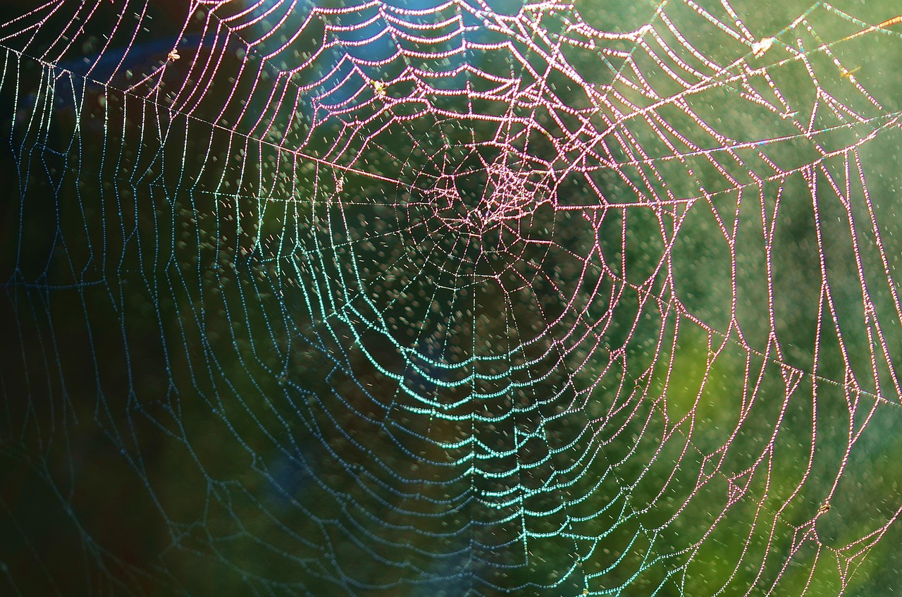 Voratinklis, Voras, Internetas, Neto, Gyvūnas, Lietus, Lašas, Gamta, Makro, Vabzdys