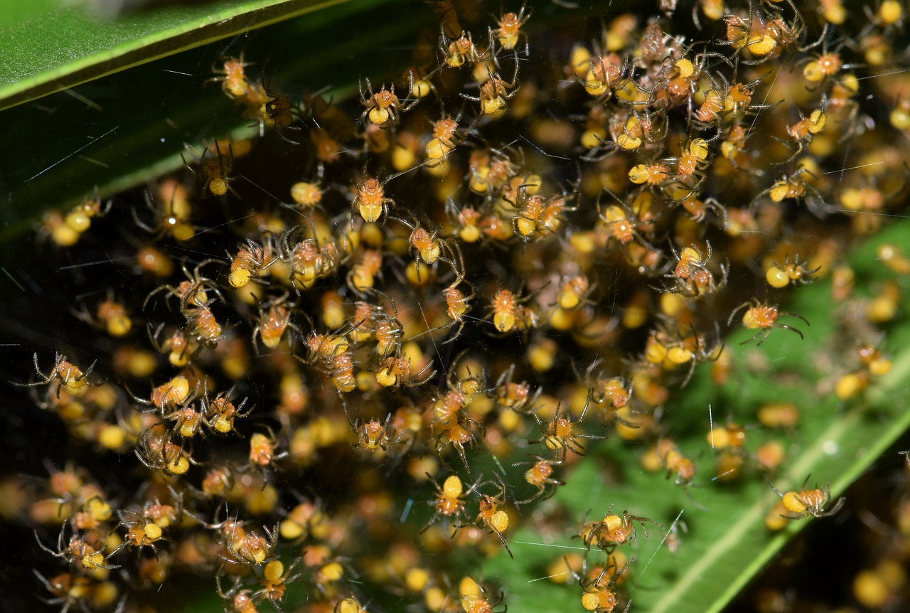 Vorai, Spiderlings, Lizdas, Liukas, Paukščiai, Orb Voras, Orb Audėjas, Internetas, Webbed, Spąstus