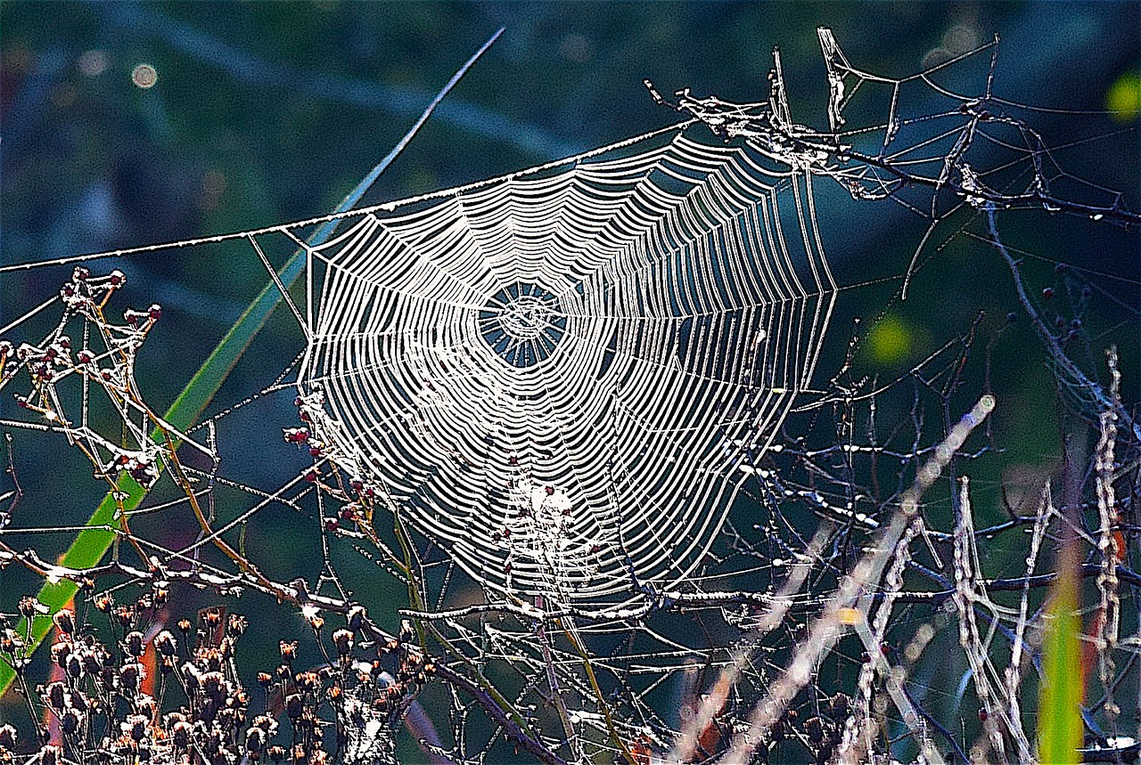 Voratinklis, Žolė, Voras, Internetas, Gamta, Vabzdys, Rasa, Natūralus, Žalias, Rytas