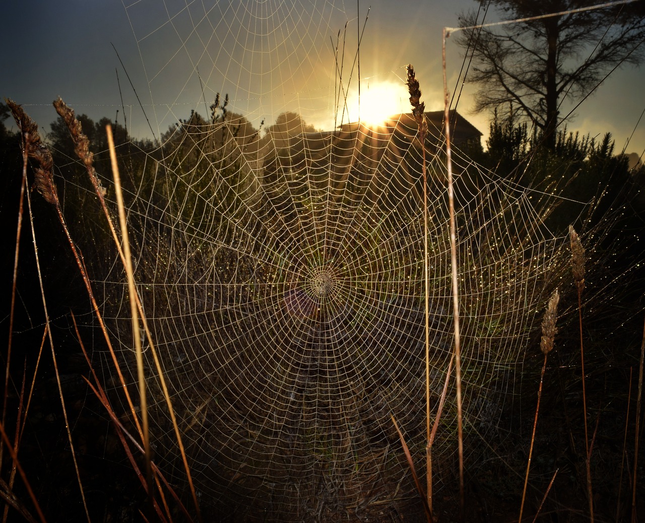 Voratinklis,  Voras,  Spąstus,  Sudėtingumas,  Voratinklis,  Gamta,  Lauke,  Arachnid,  Internetas,  Tamsi