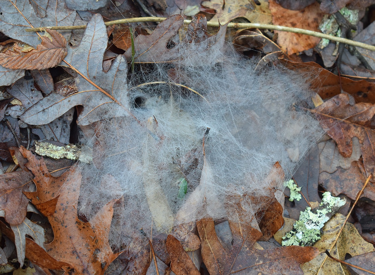 Spiderwebs, Miško Paklotė, Gamta, Nakties Verpimas, Voras, Internetas, Žiema, Nemokamos Nuotraukos,  Nemokama Licenzija