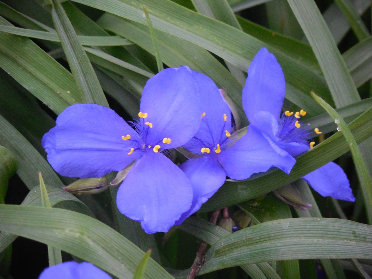 Spiderwort, Gėlė, Gamta, Violetinė, Žydėti, Gėlių, Mėlynas, Žiedas, Laukiniai, Pavasaris