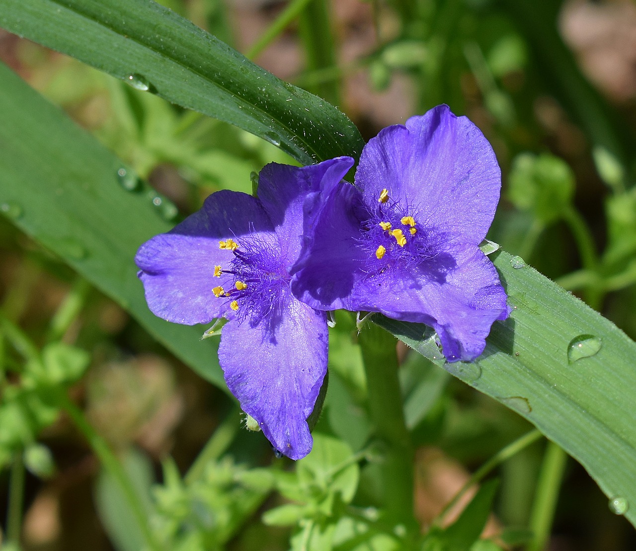 Spiderwort, Tradescantia, Gėlė, Žiedas, Žydėti, Pavasaris, Sodas, Augalas, Violetinė, Spalvinga