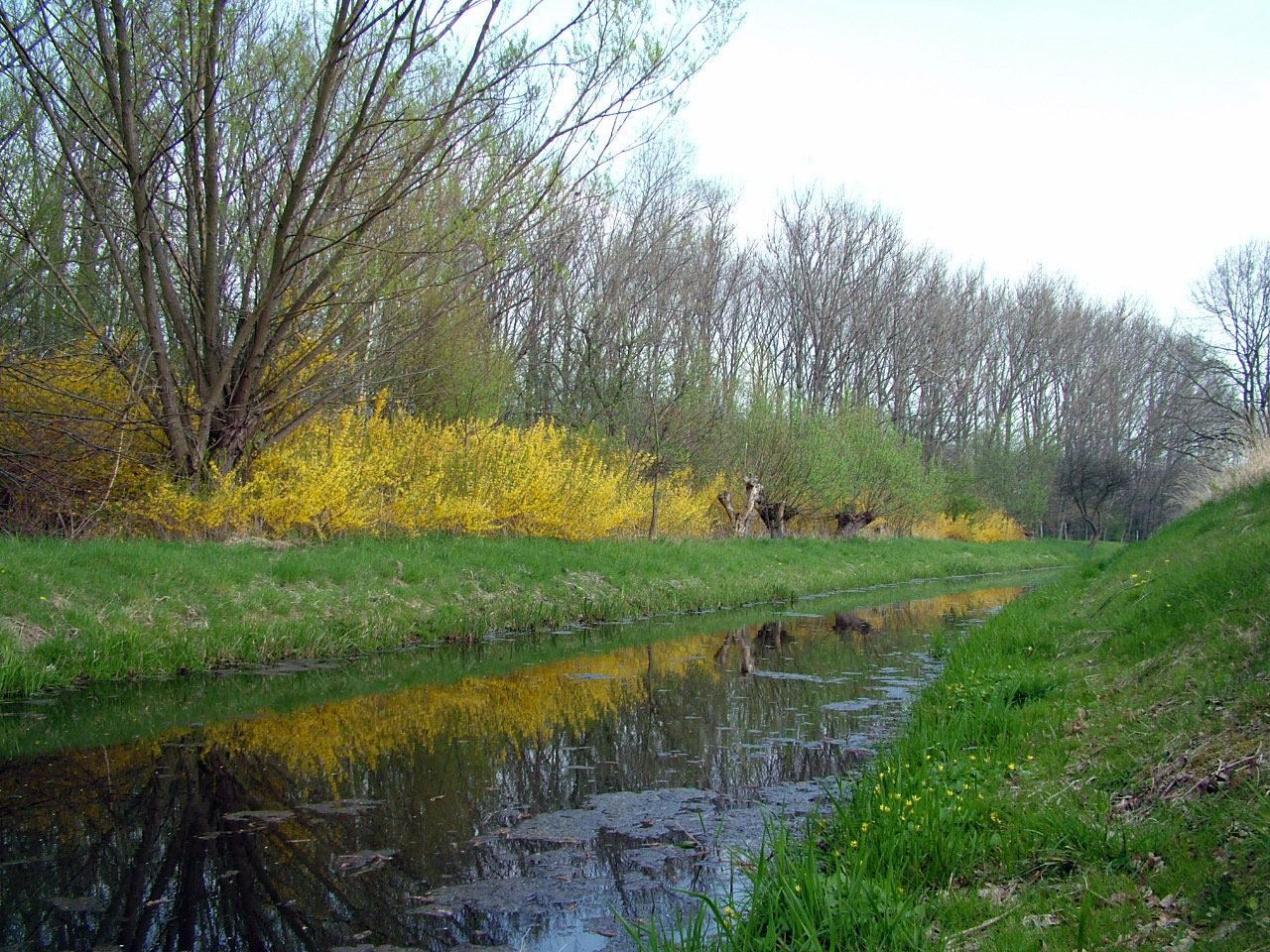 Vanduo,  Krūmai,  Geltona,  Žalias,  Medžiai,  Žolė,  Atspindys, Nemokamos Nuotraukos,  Nemokama Licenzija