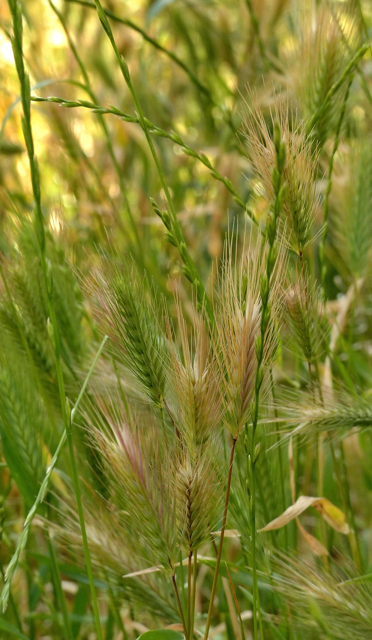 Spikelets,  Kvieciai,  Duona,  Pobūdį,  Augalas, Nemokamos Nuotraukos,  Nemokama Licenzija