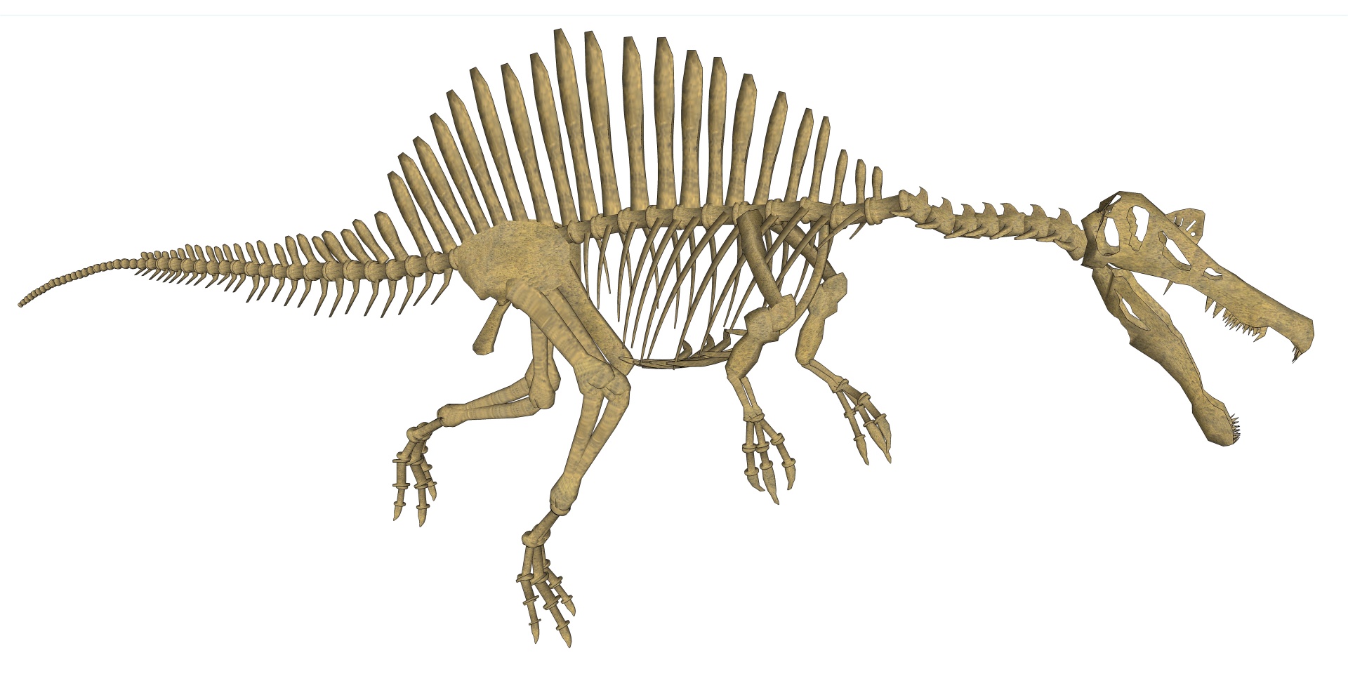 Spinozauras,  Skeletas,  Rekonstrukcija,  Izoliuotas,  Balta,  Fonas,  Gyvūnas,  Priešistorinis,  3D,  Dino