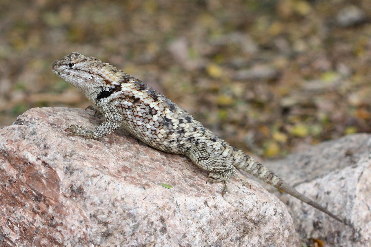 Nugarinė Driežas,  Dvyniai,  Sceloporus Magister,  Ropliai,  Svarstyklės,  Rokas,  Lauke,  Dykuma,  Šiaurės Amerika,  Laukinė Gamta