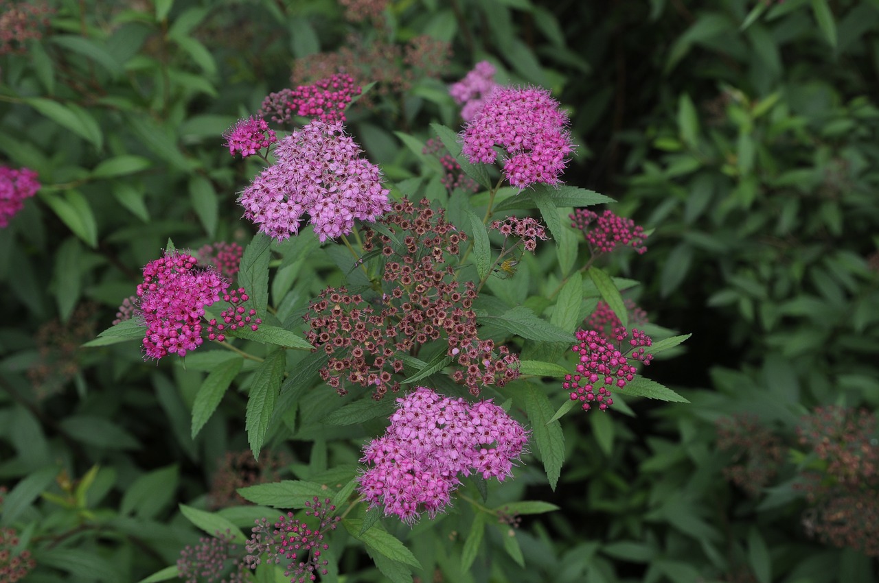 Spiraea, Natūralus, Augalas, Nemokamos Nuotraukos,  Nemokama Licenzija