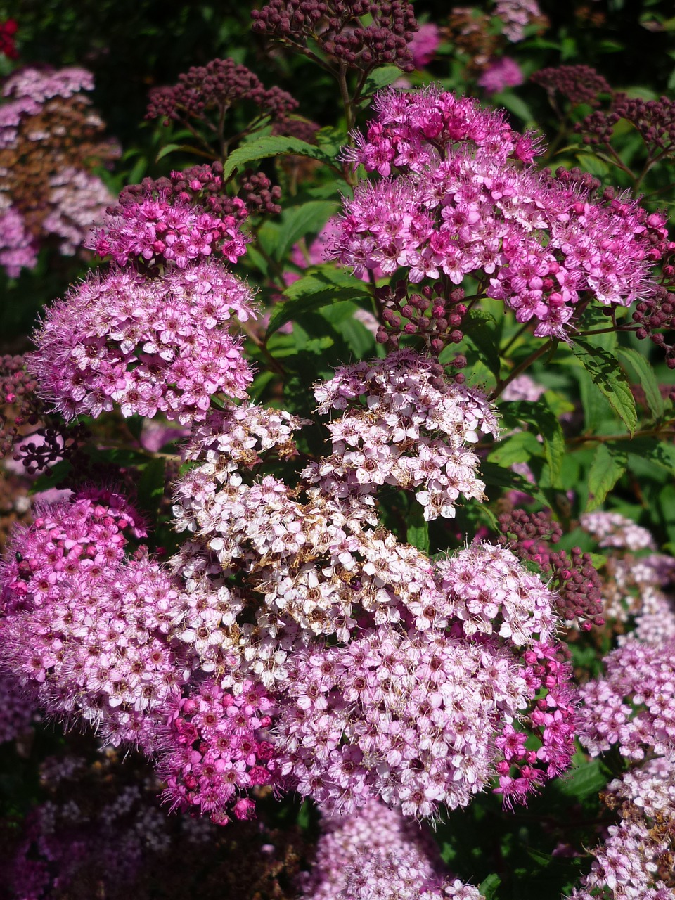 Spiraea, Krūmas, Sodas, Mažos Gėlės, Umbel, Vasara, Nemokamos Nuotraukos,  Nemokama Licenzija