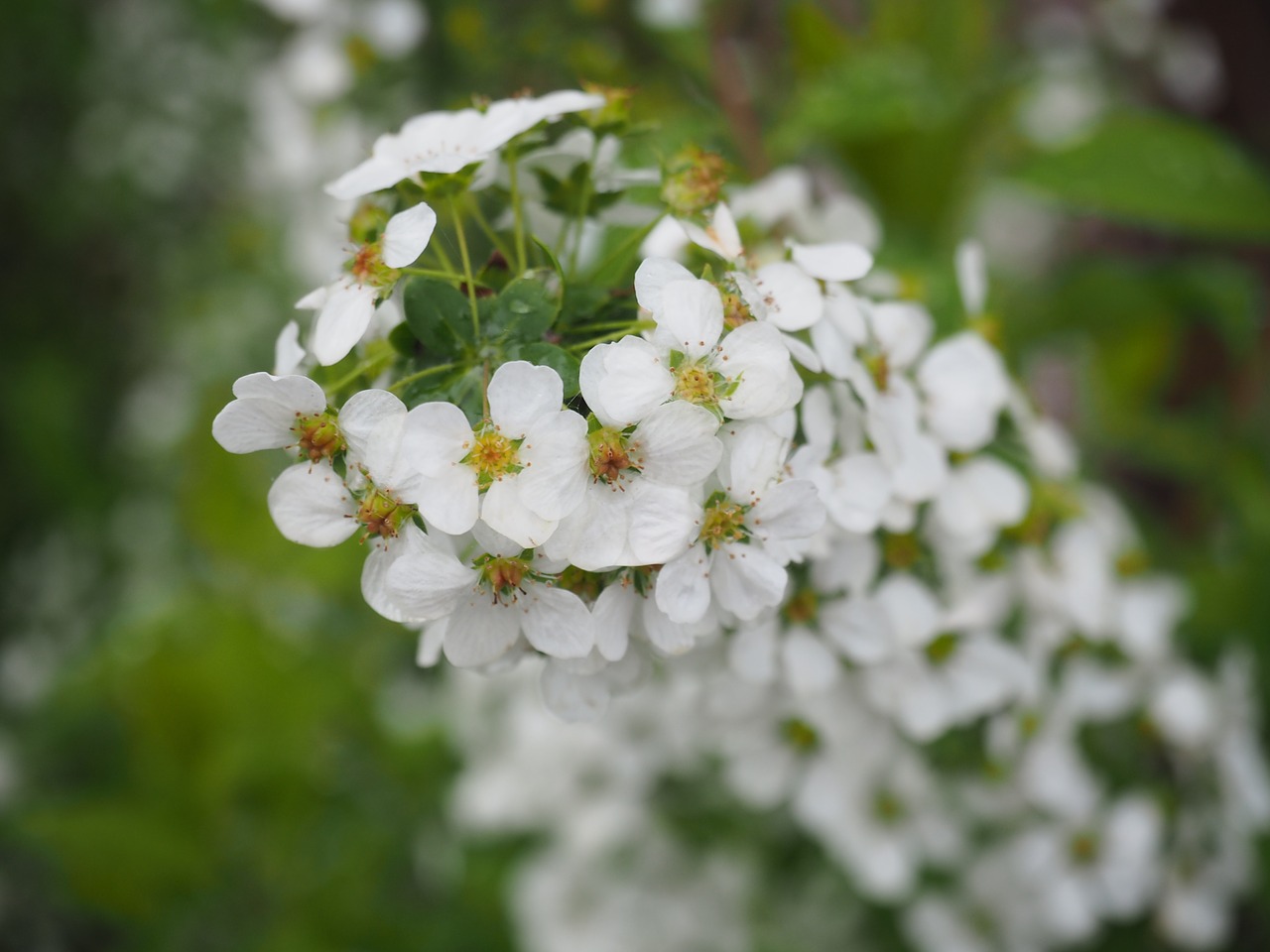 Spiraea Thunbergii, Gėlės, Augalas, Balta, Natūralus, Nemokamos Nuotraukos,  Nemokama Licenzija