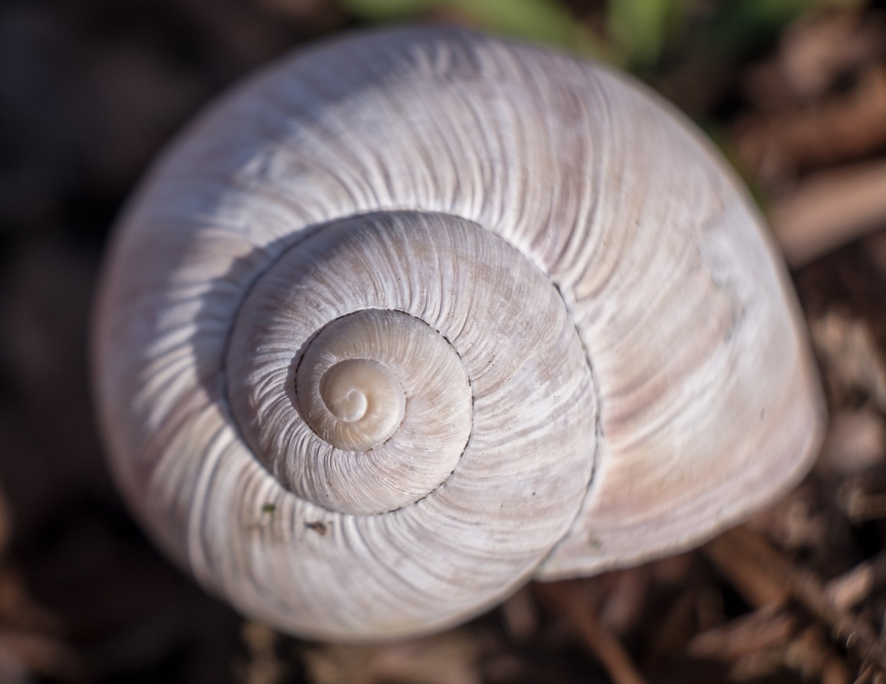 Spiralė,  Sraigė,  Moliuskai,  Vežiagyviai,  Pobūdį,  Bauchfuesser,  Egzoskeleto,  Iš Arti,  Išskiriamas,  Gyvūnas