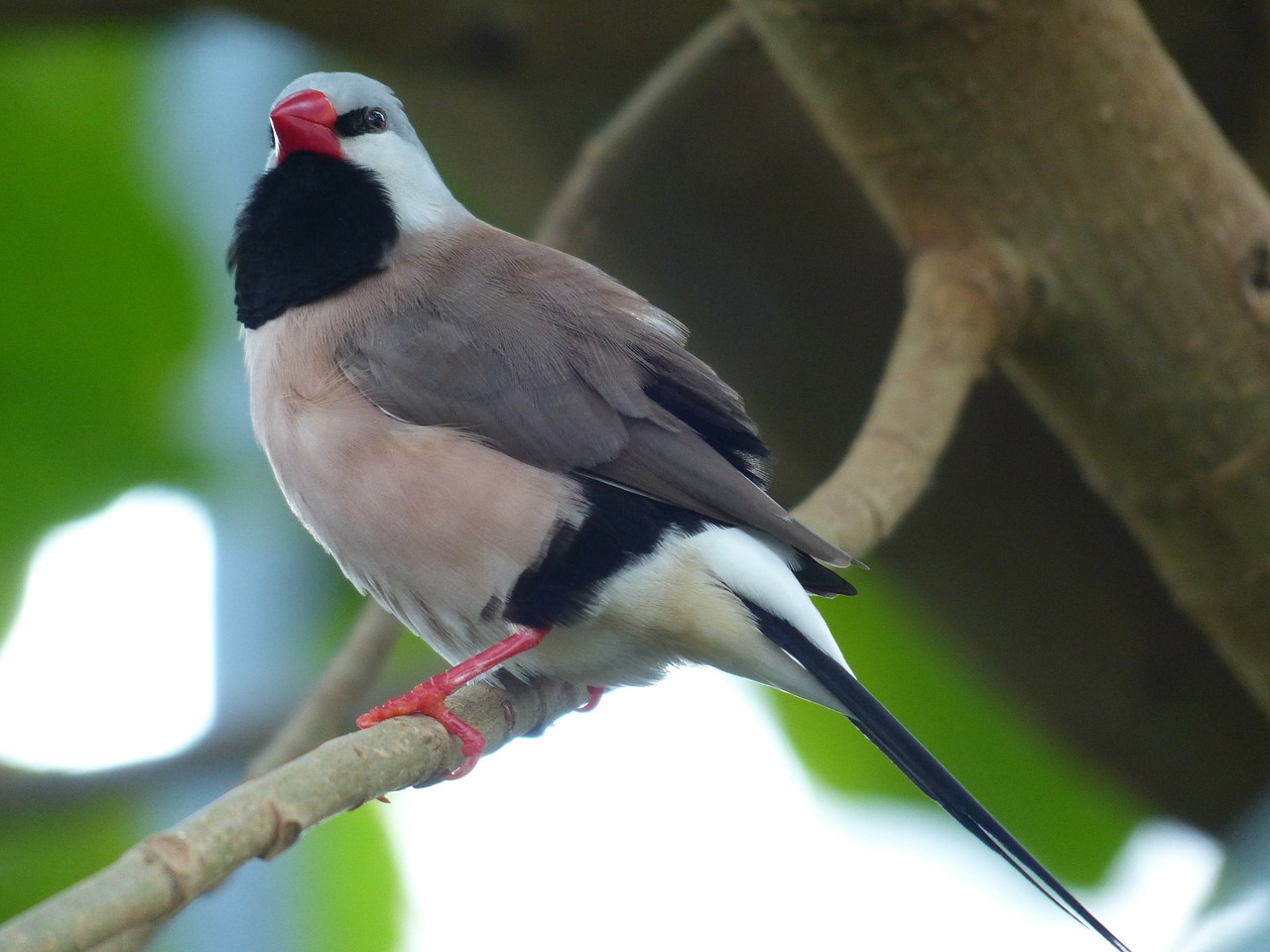 Spitzschwanzamadine, Paukštis, Poephila Acuticauda, Juodas Gurtelgrasfink Gaidys, Žolių Finch, Fink, Poephila Acuticauda Hecki, Fauna, Filialas, Spalvinga