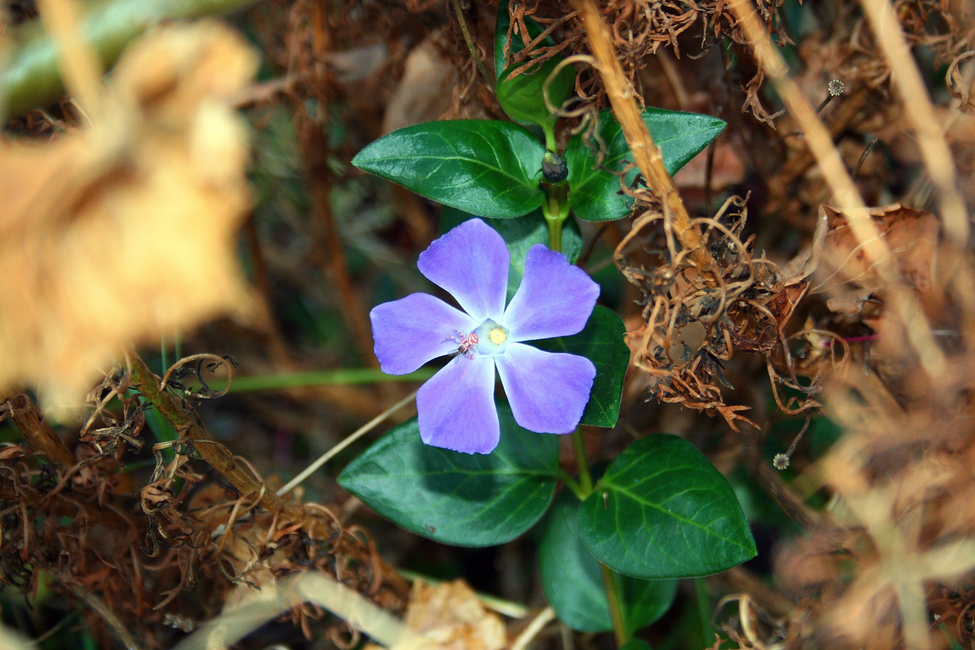 Gėlė,  Violetinė,  Paprastas,  Voras,  Mažas,  Spalva Spalvos Periwinkle, Nemokamos Nuotraukos,  Nemokama Licenzija