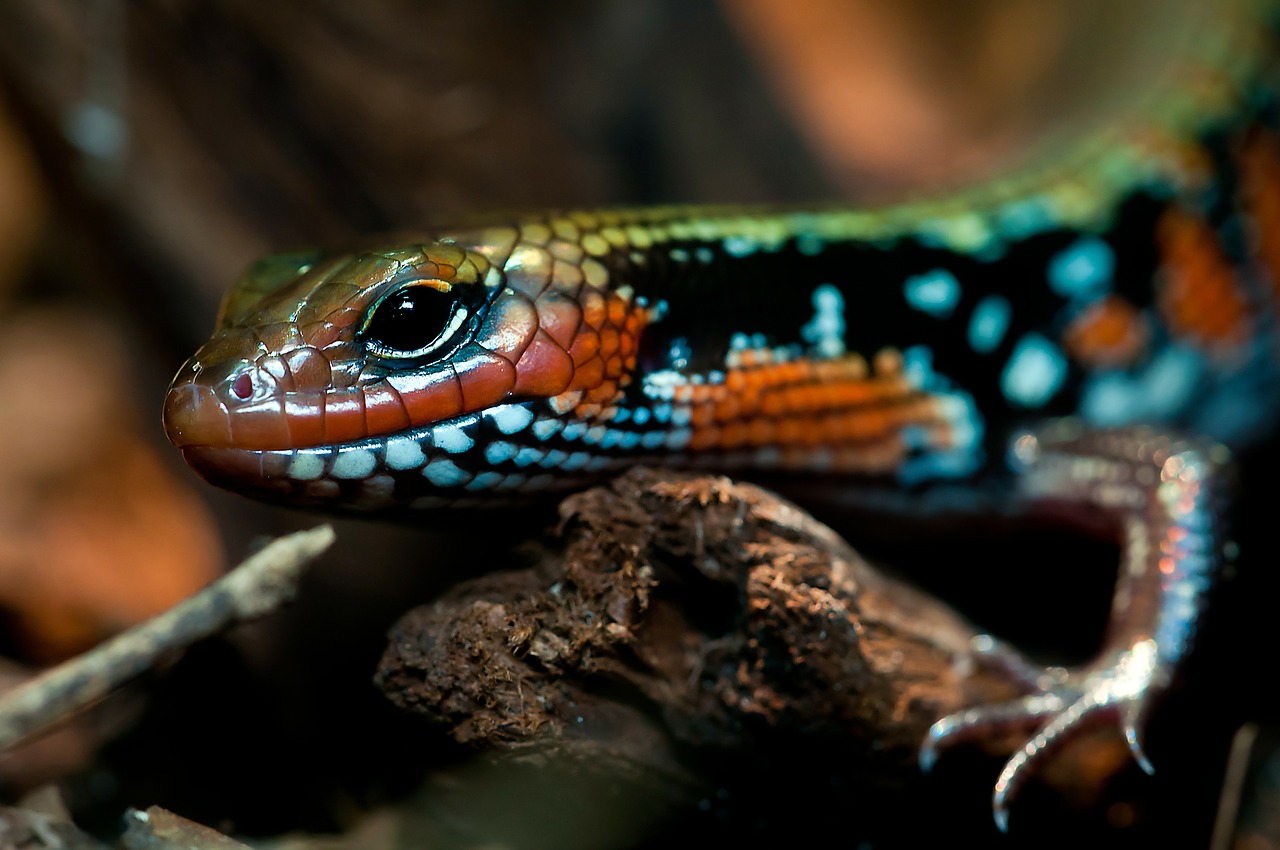 Didingumo Skink, Ropliai, Terariumas, Nemokamos Nuotraukos,  Nemokama Licenzija